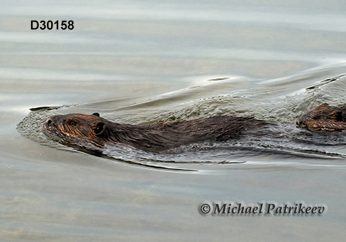 North American Beaver (Castor canadensis)